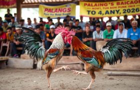 Daftar situs judi sabung ayam resmi