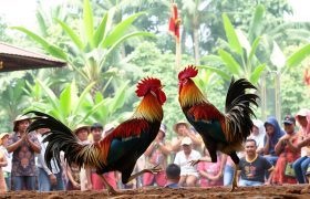 Agen Judi Sabung Ayam Terbaik